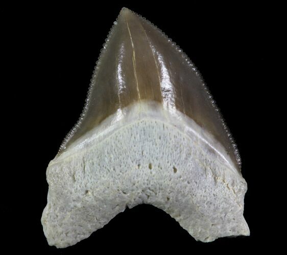 Squalicorax Fossil Shark Tooth - Kansas #64156